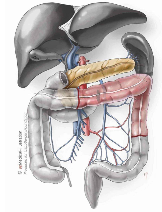 introduction embrycology
