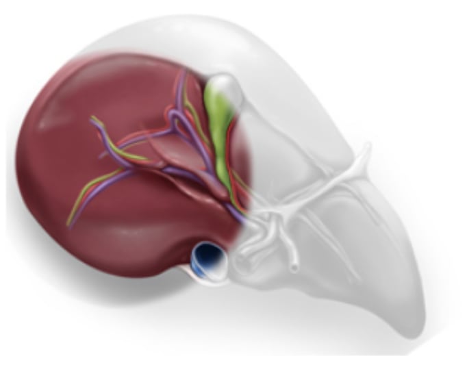 semiprone position Rouviere’s